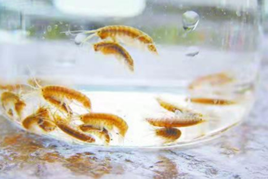 ſ棬